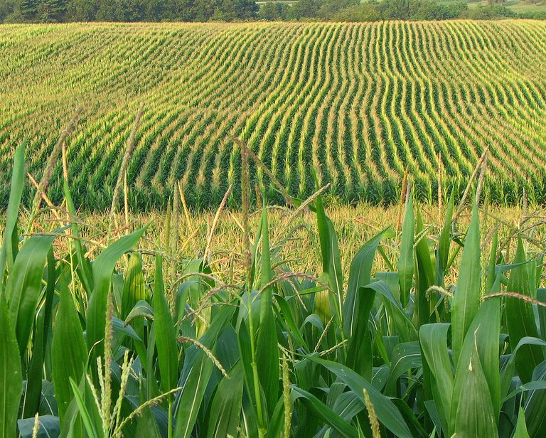 نتيجة بحث الصور عن ‪corn field‬‏