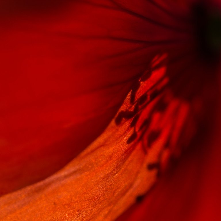 Papaver