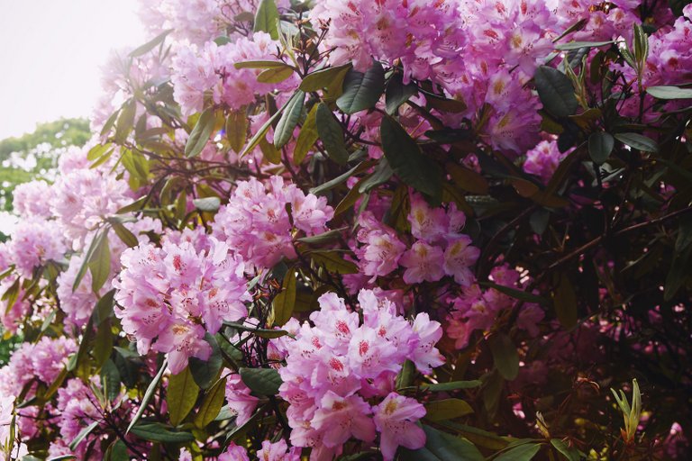 Rhododendron when blooming