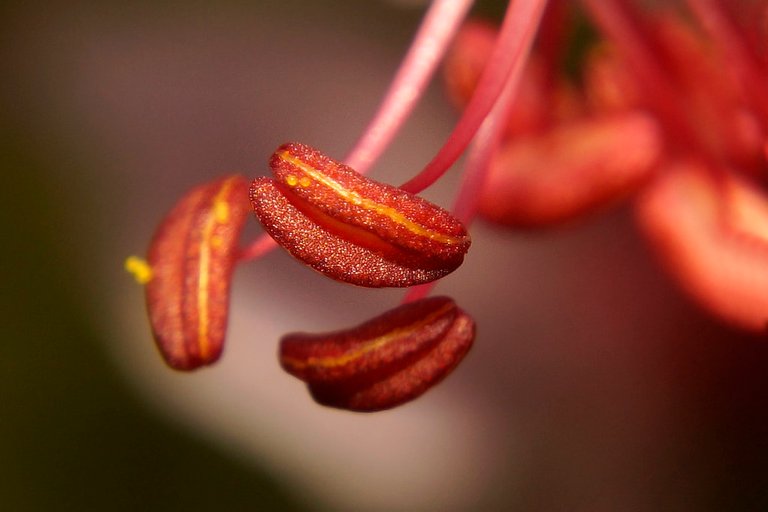 Macro | by De Rode Olifant