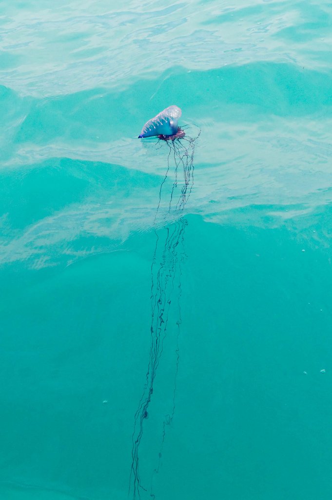 Man O War with Tentacles