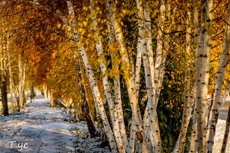 snowy white birch trees 雪中白樺 | by T.ye