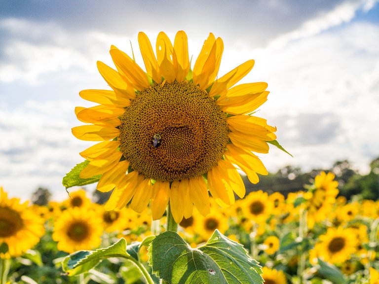 Sunflowers