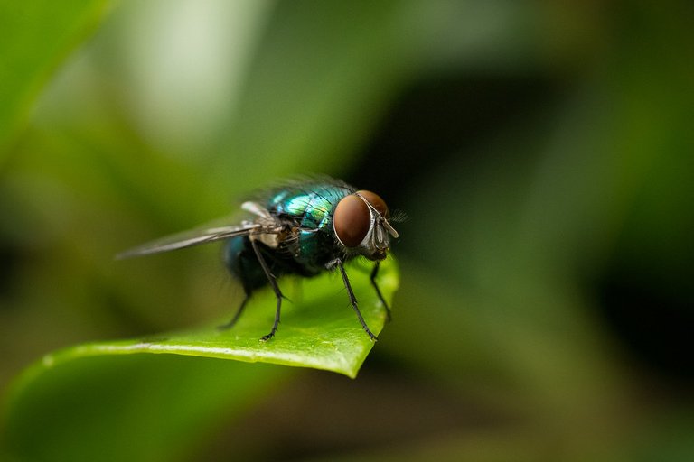 Shiny Fly