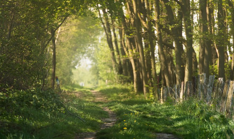 A Forest Walk