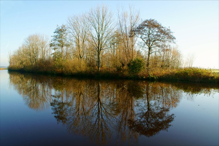 trees...........upside down | by atsjebosma