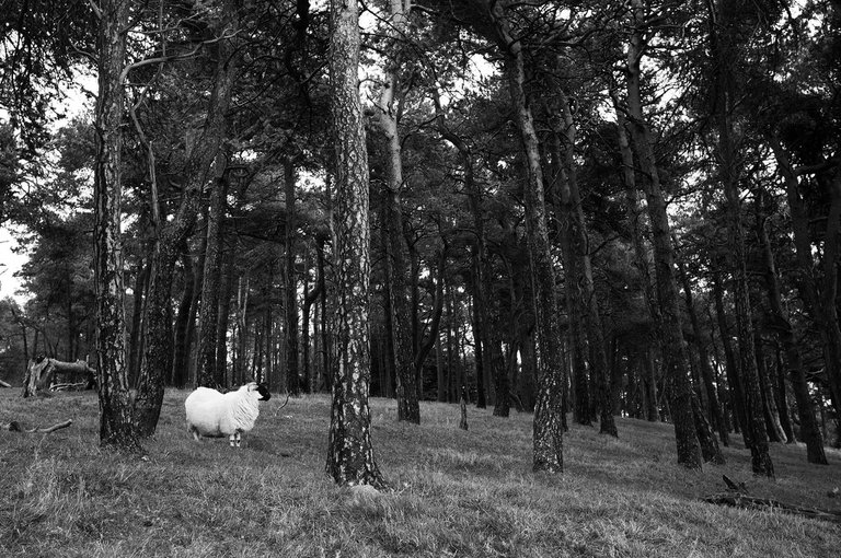 Sheep in the Woods