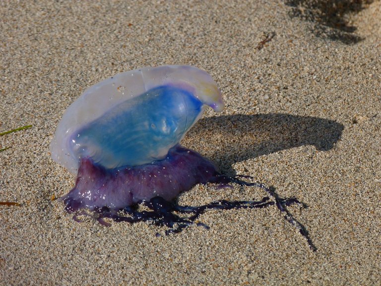 Beached Man O' War