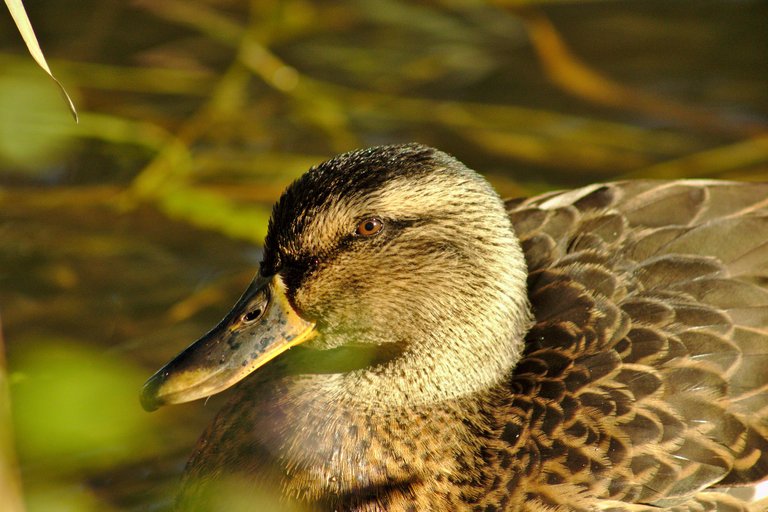 Female mallard