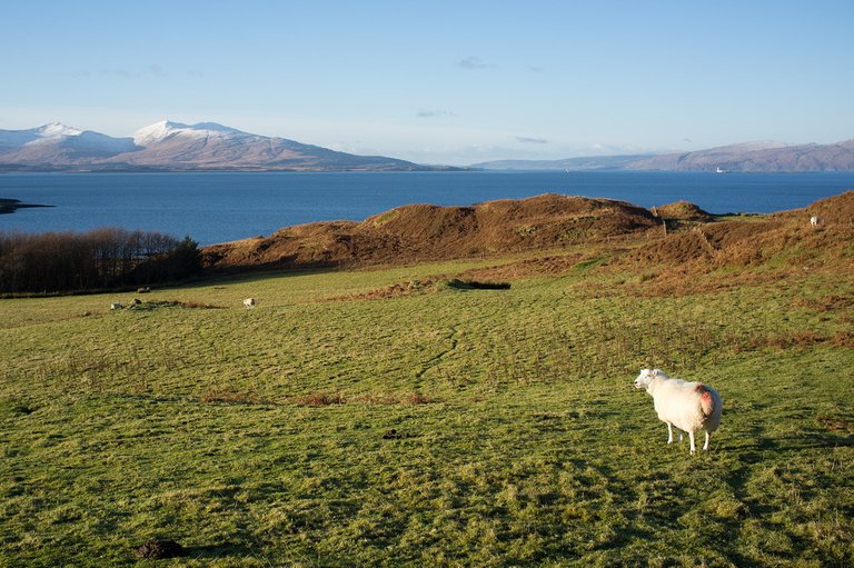 Sheep and Mull