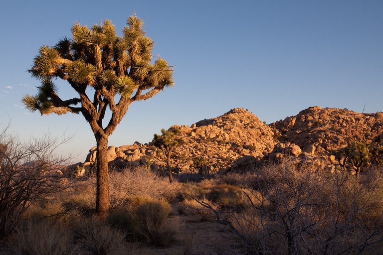 Joshua Tree 3