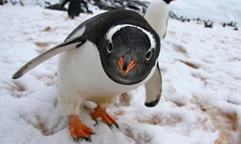 gentoo penguin