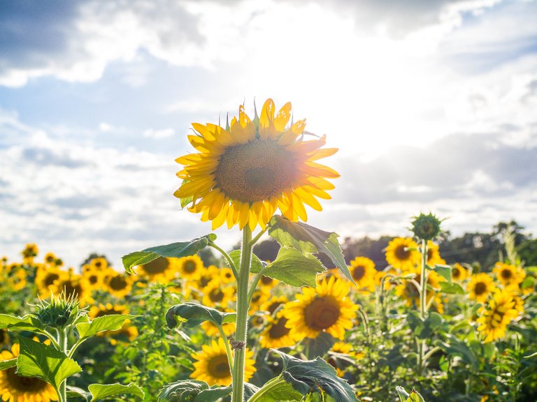 Sunflowers