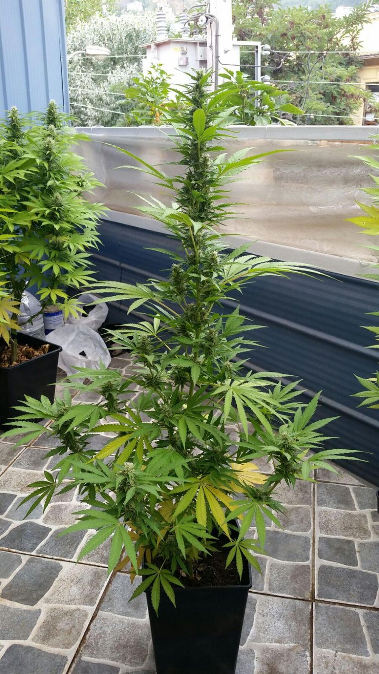Happy Clone