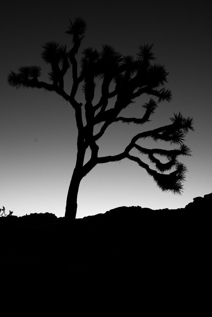 Joshua Tree