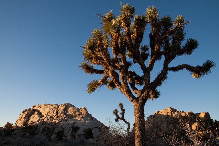 Joshua Tree 4