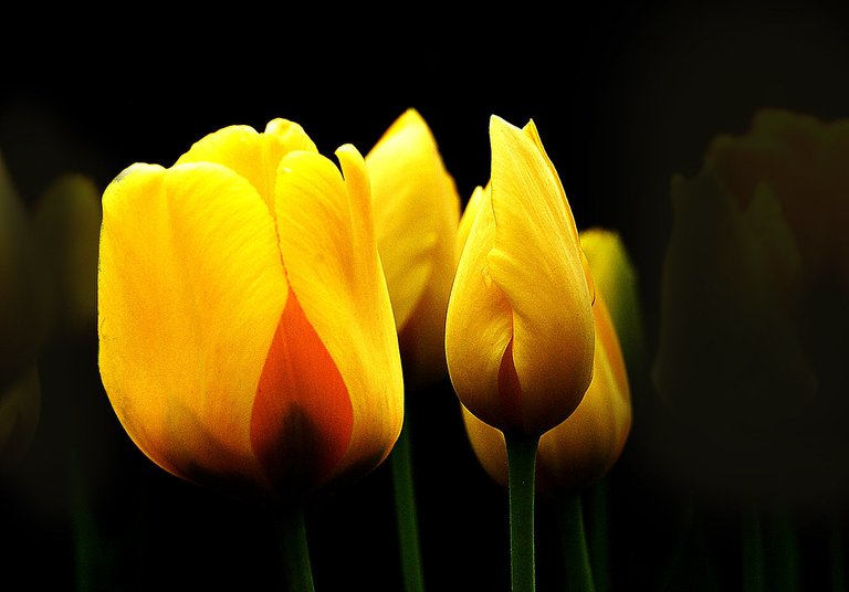 Yellow tulips.