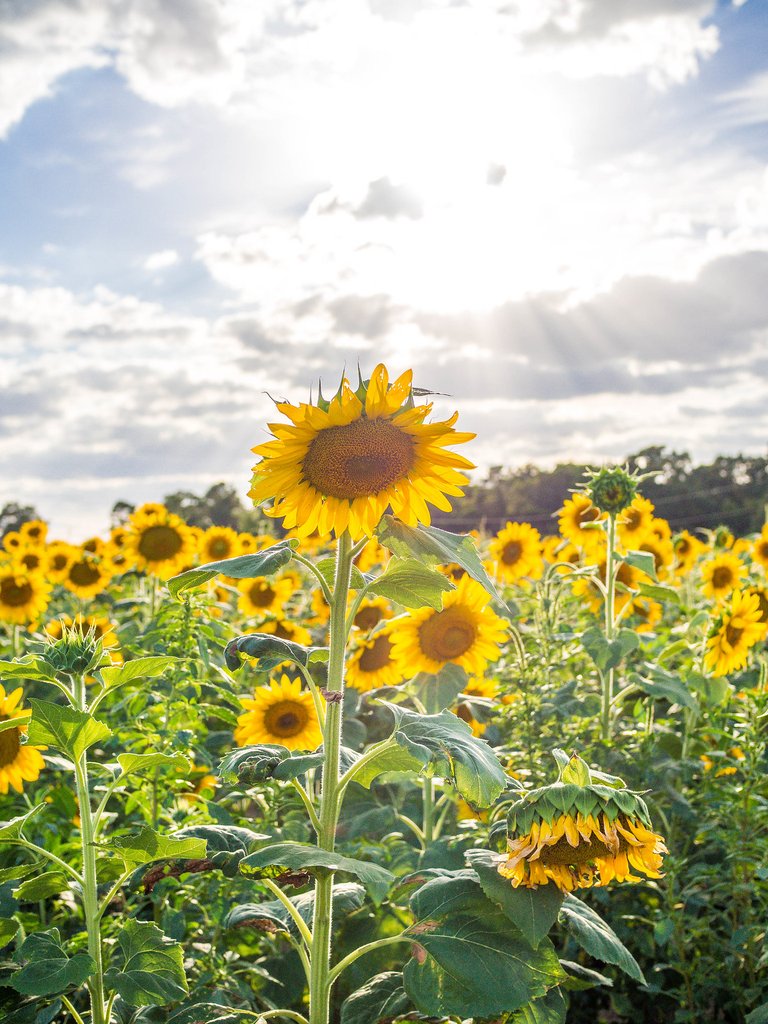 Sunflowers