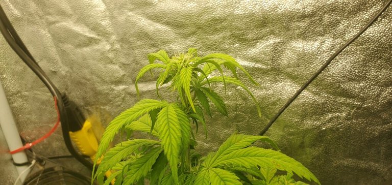auto flower cannabis strain