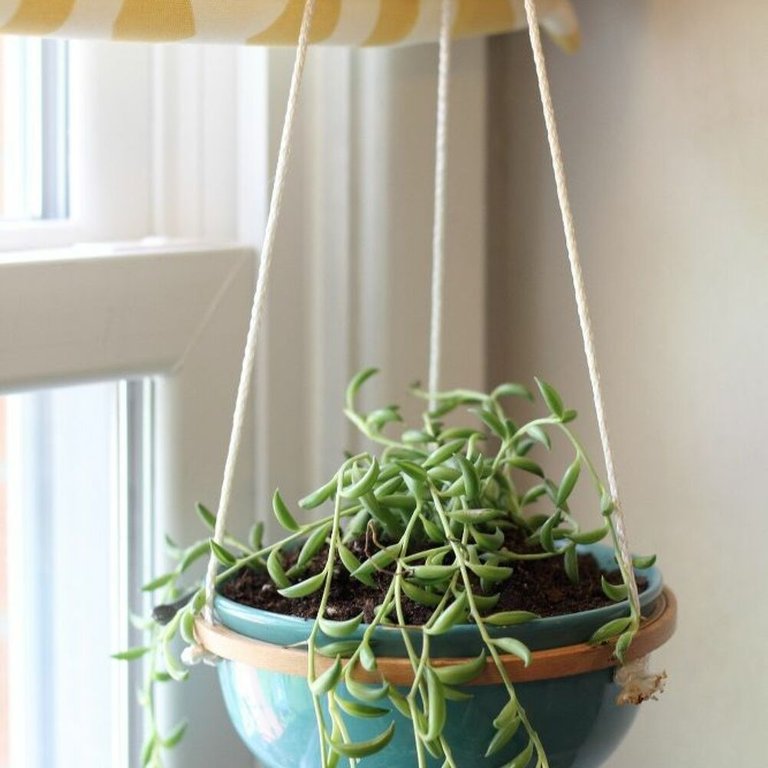 " "diy hanging succulent planter""