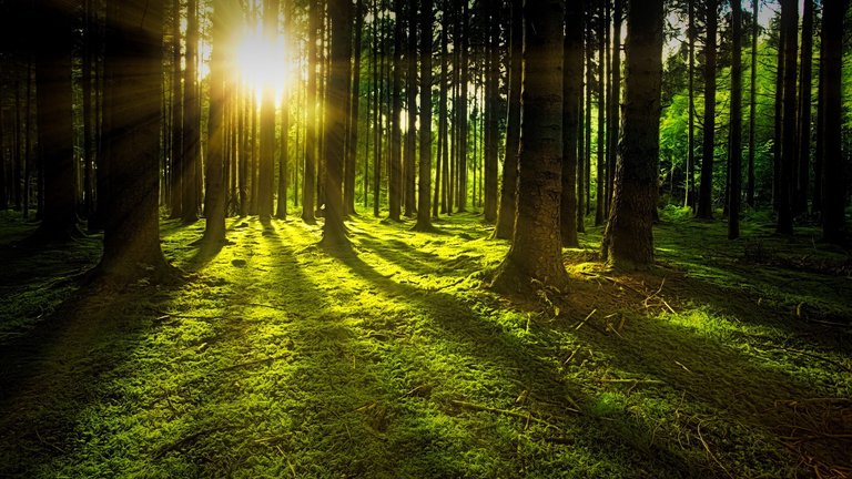 Photo by [jplenio](https://pixabay.com/en/nature-forest-sun-moss-rays-green-3294681) on [Pixabay](https://pixabay.com)