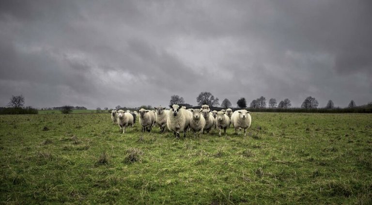 نتيجة بحث الصور عن ‪the thieves of sheep‬‏