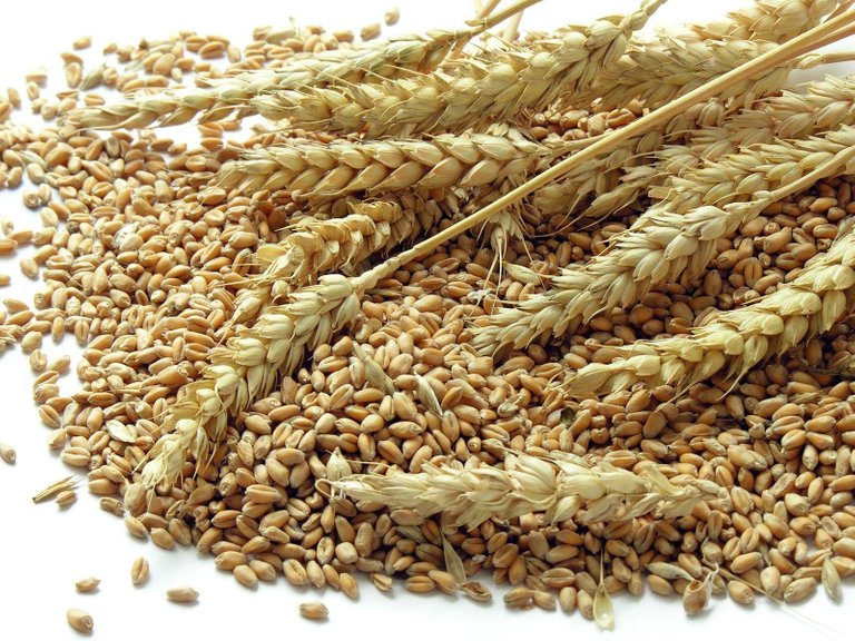 Wheat seeds