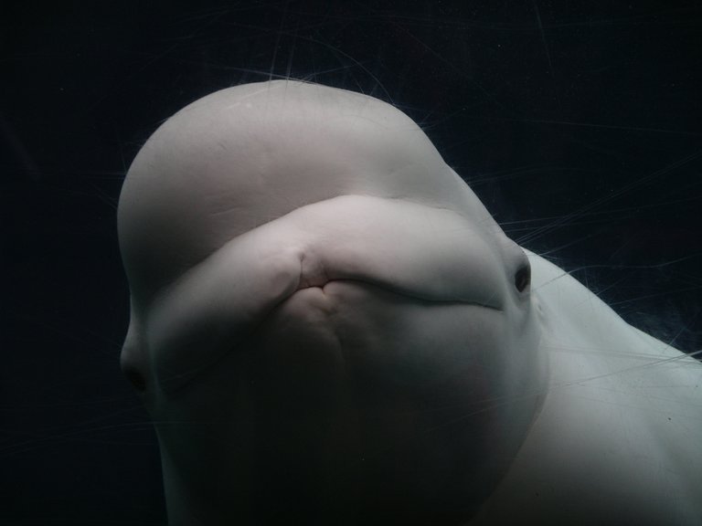 Whales3.jpg