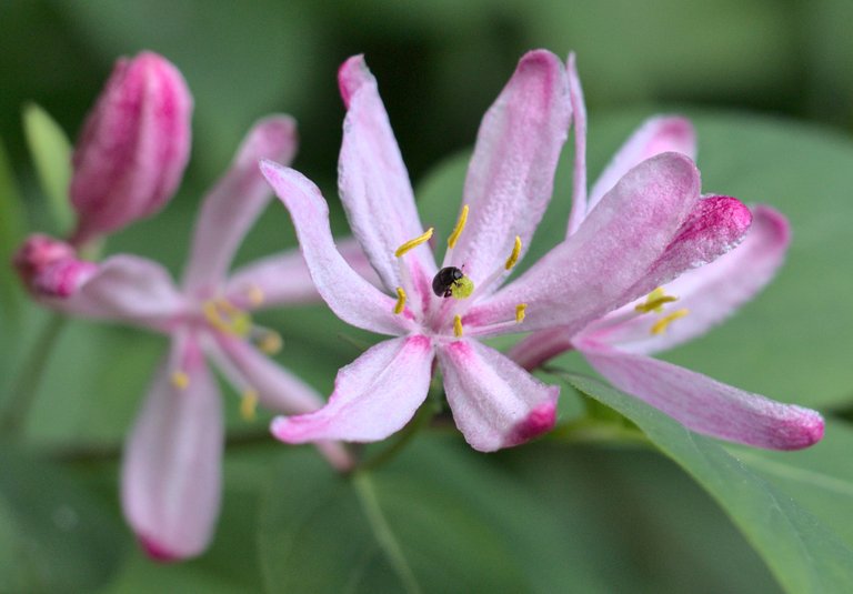 Lonicera tatarica