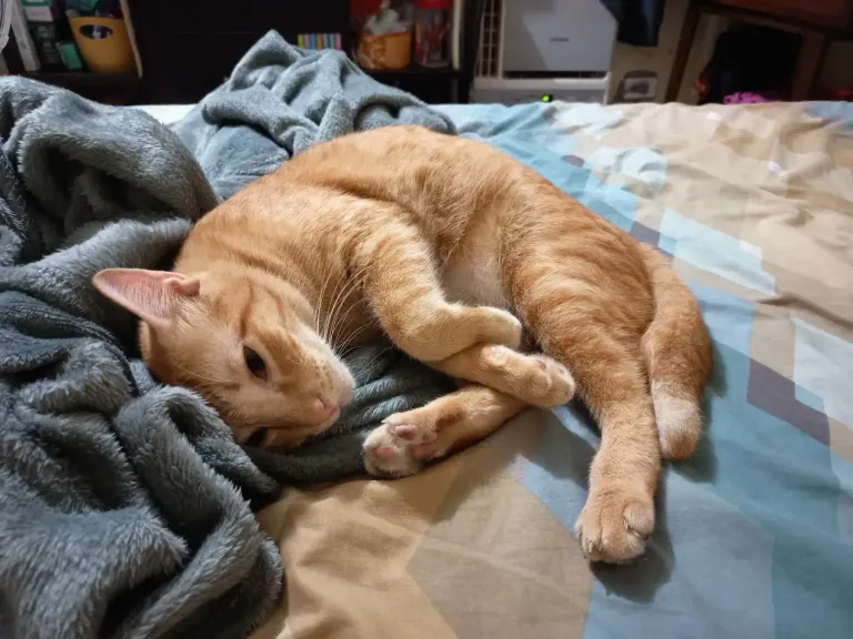 cat-b831cea29fb9.webp