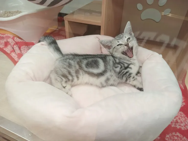 Cats