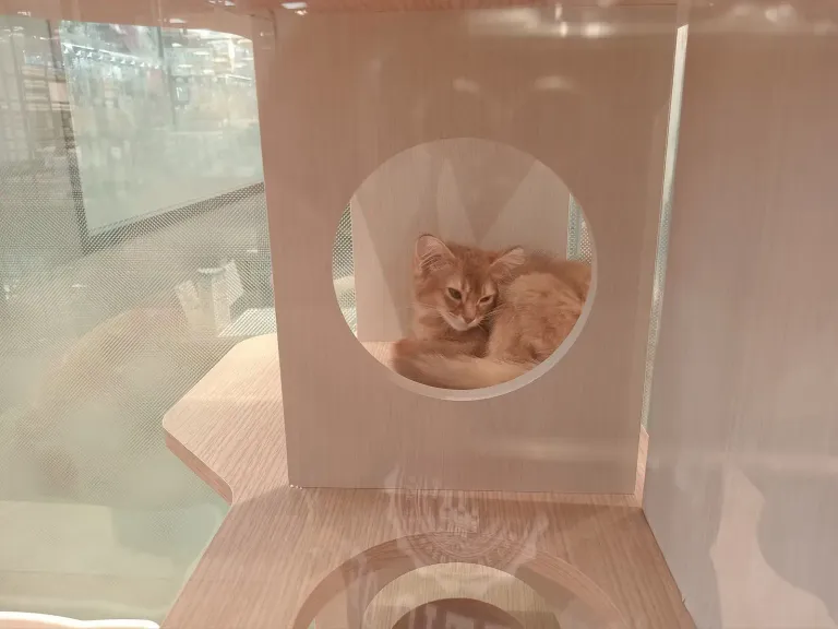 cat3-9da0d5d7e650.webp