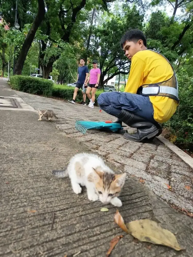 cat4-3b579bdcd5ee.webp