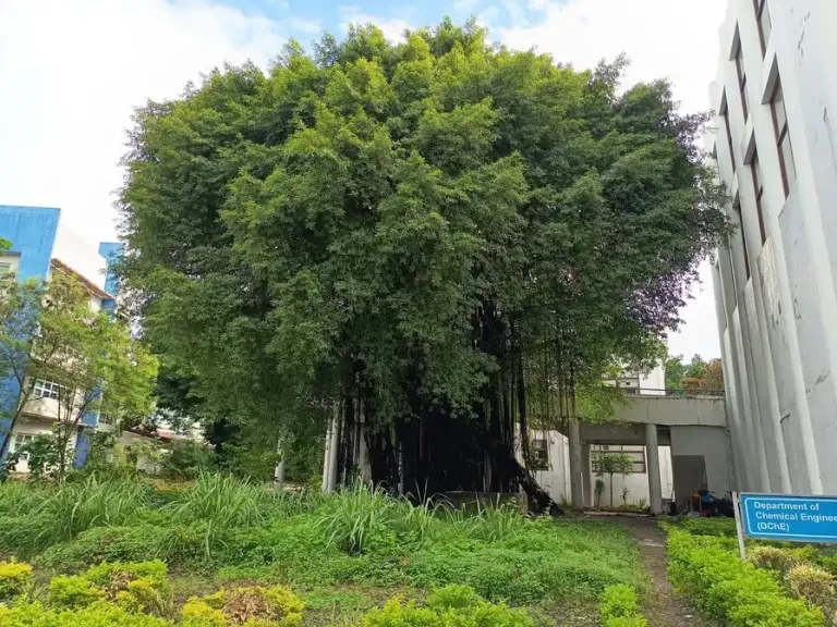 Trees and Social Games on Hive
