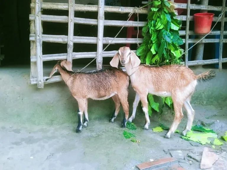 Pet love is different