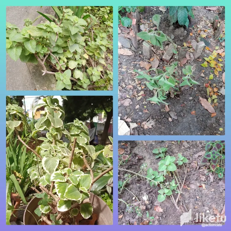 clmidpsou02do20sz20bsdkz8_InCollage_20230913_124600918.webp