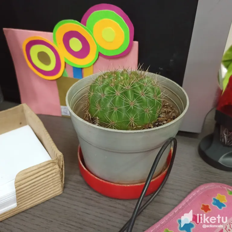 clmvg0e7603mh7ksz260iazm8_thumbnail_IMG_20230921_144118_739.webp