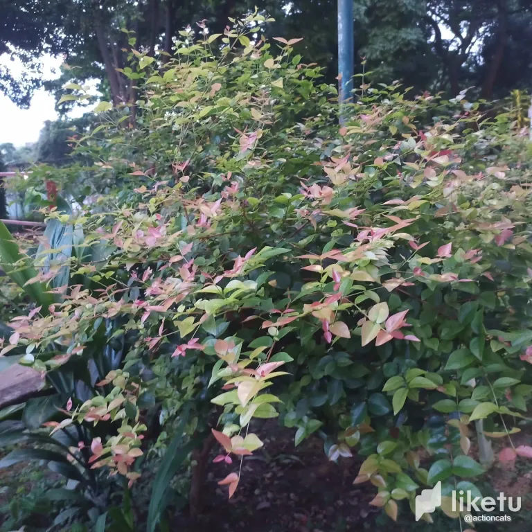 Pink leaves/ Hojas Rosa