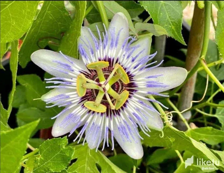 cllf250p700vpalsz7d50bt38_Screenshot_20230817_070244.webp