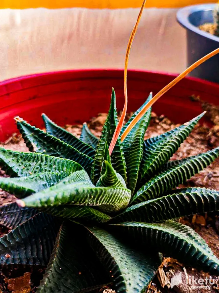 clut6mzop001m4jsz9zpfcy2v_Cactus-17.webp