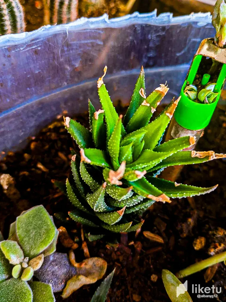 clut6osxk01en8jsz6f620juz_Cactus-26.webp