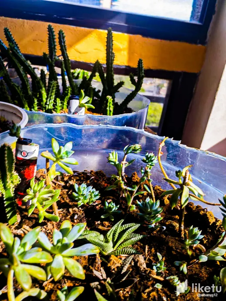 clut6ox1s004hgosz643b1v11_Cactus-10.webp