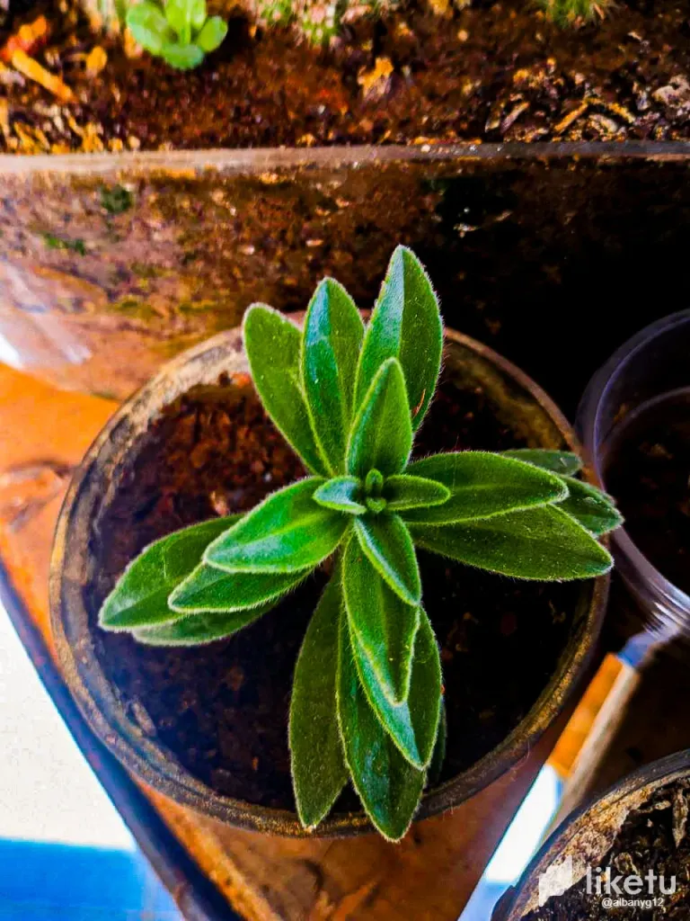 clut6ppmt01as5sszh15a2y3o_Cactus-20.webp