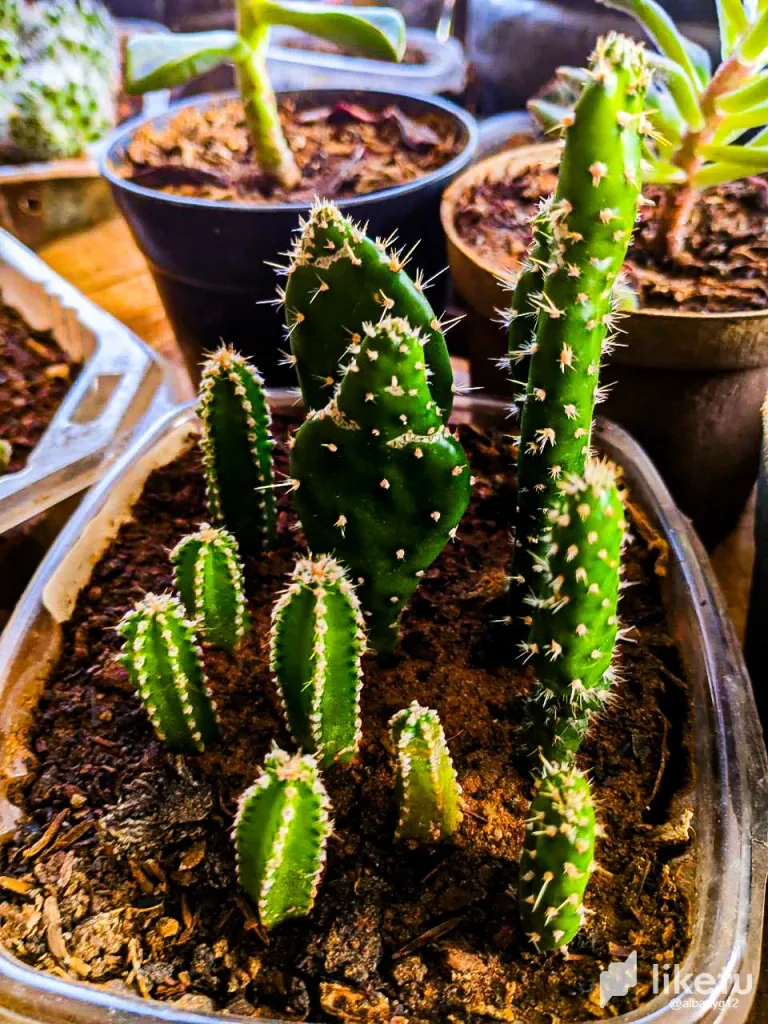 clut6pprk000duusz0w2j9p90_Cactus-15.webp