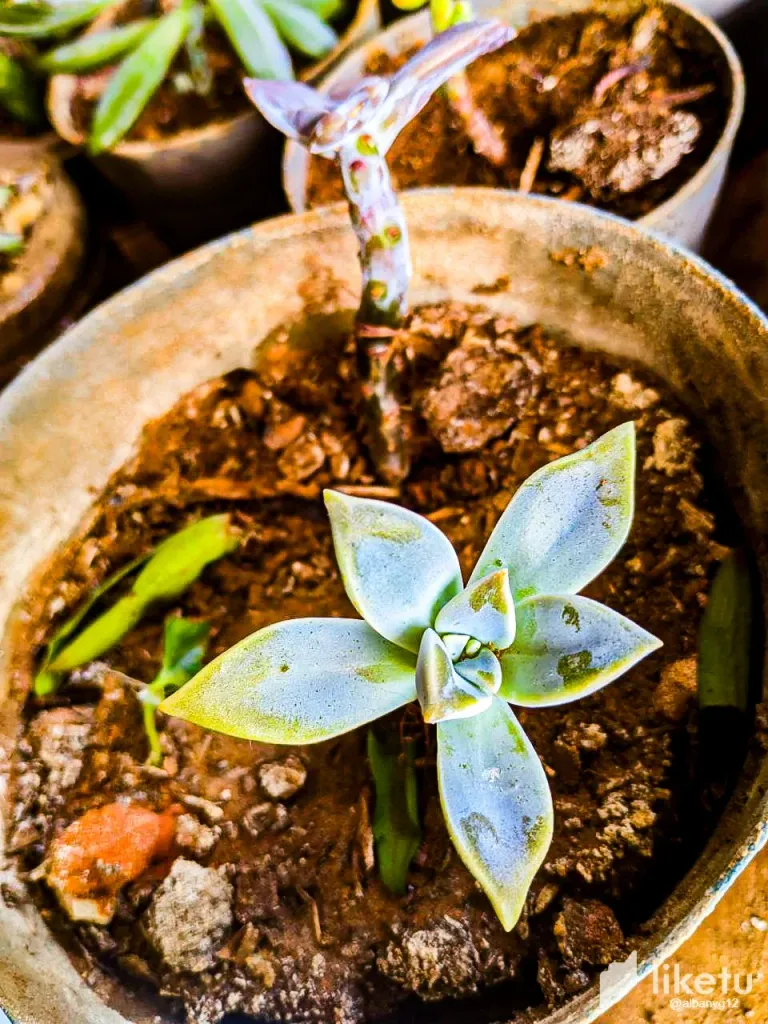 clut6pxdf006tgiszhn133238_Cactus-18.webp