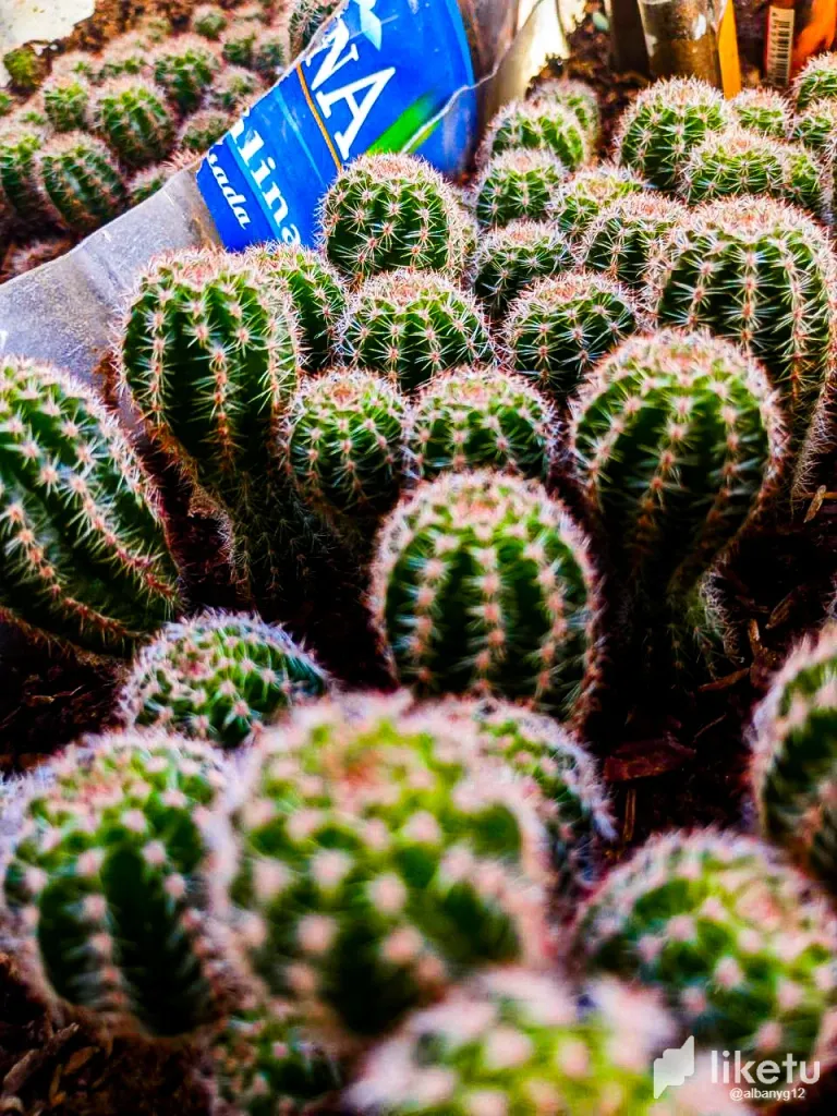 clut6pzc2003sxlsz2i9w1884_Cactus-21.webp