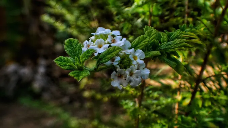 o6ZNEXn6HFKeVmSu_PA060011_1-01.webp