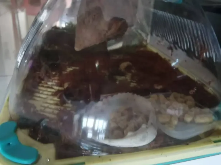 9FviPiW9GrJSjgxf_sn2.webp