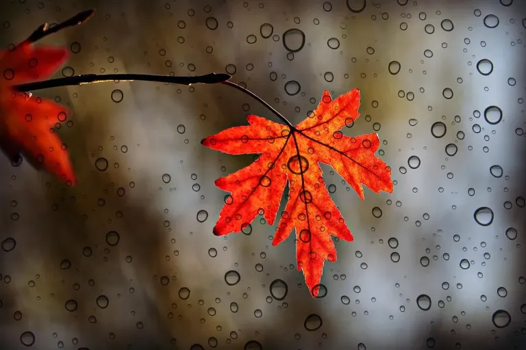 XqMWIx3RFK3VSGNg_rain.webp