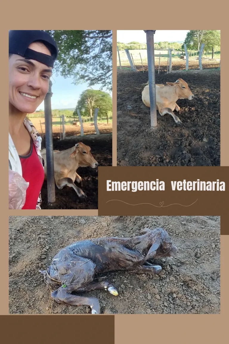 pHBu6ZkJM6HfBXwV_Emergencia_veterinaria_20250512_204042_0000.webp